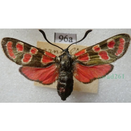 Zygaena carniolica (Scopoli, 1763) Kraśnik rzęsinowiec Czech96a